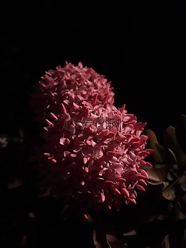欽奈,鮮花,粉紅色