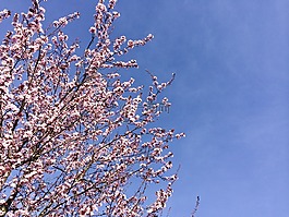 鮮花,春天,性質(zhì)