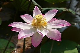 蓮花,越南,亞洲