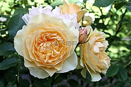 玫瑰,黃色,花