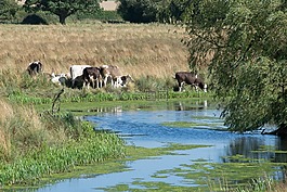 eyebrook,水庫,奶牛