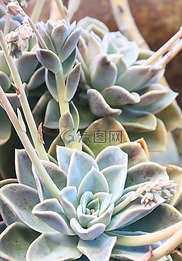 多汁,植物,绿色