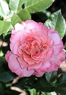 玫瑰,花,開花