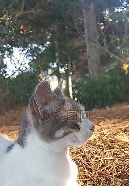貓,森林,性質(zhì)
