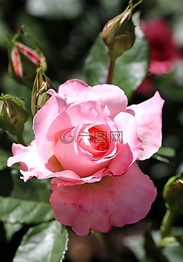 玫瑰,花,開花