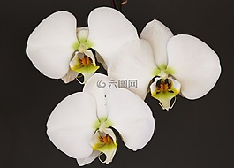 蘭花,白,花