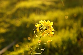 花,黄,花瓣