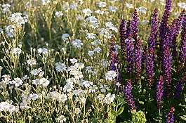 花,鮮花,夏天花