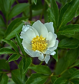 葉子,開(kāi)花,性質(zhì)