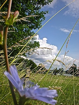 床上,花卉,草