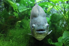 魚,水族館,動物園