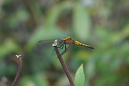 蜻蜓,anisoptera,黄