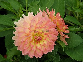 大麗花,花,粉色