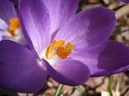 自然,花,植物區(qū)系