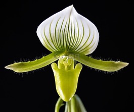 花,frauenschuh,開(kāi)花