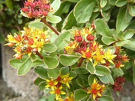 地面覆蓋,花,指出花