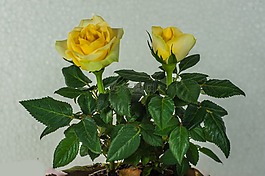花,玫瑰,黃色
