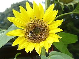 太陽花,黃色,蜜蜂