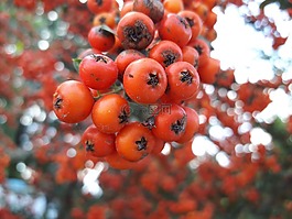 野山楂,红色,橙色