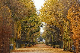 公園,性質(zhì),樹(shù)