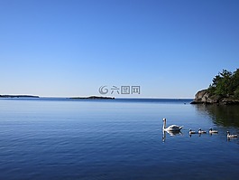 天鹅,海,蓝色