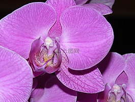 蘭花,花,開花