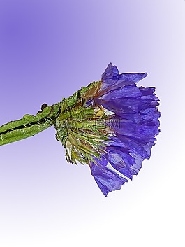 秸稈花,trockenblume,花
