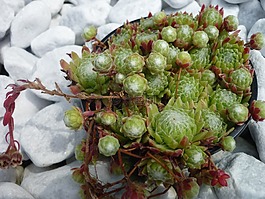 houseleek,玫瑰花植物,內(nèi)