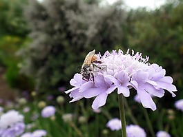 花,蜜蜂,授粉