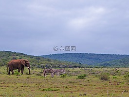 國家公園,野生動物園,全景