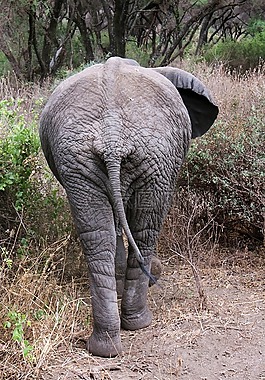 大象,野生動(dòng)物園,坦桑尼亞