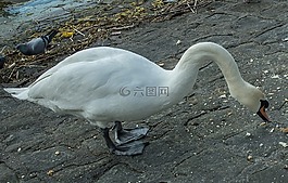 天鵝,食品,性質(zhì)