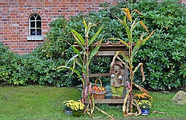 感恩节,装饰,丰年祭