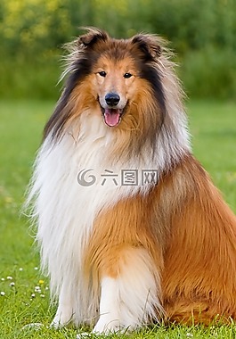 狗,牧羊犬,動物