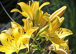 花,黃色,黃色的花