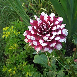花卉,性質,植物