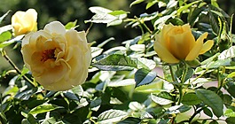 玫瑰,鮮花,黃色
