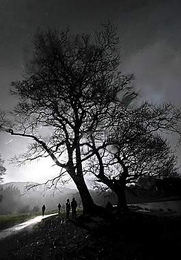 雨,树,坎伯里亚