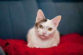 猫,基蒂,可爱