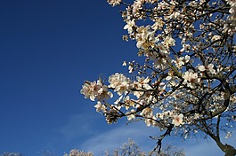 杏仁树,花白,花杏仁树