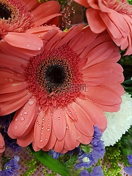 非洲雛菊,雛菊,花