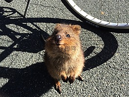 quokka,动物,野生动物