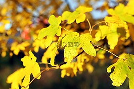葉子,黃色,秋季