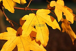 葉子,黃色,秋季
