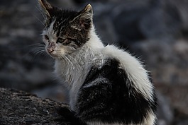 猫咪,小猫,流浪的猫