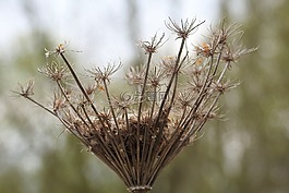 性質(zhì),廠,草