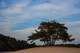 soester 沙丘,沙丘,樹