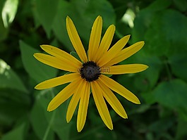 花,黃色,綠色