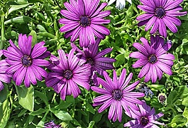 紫色,自然,花
