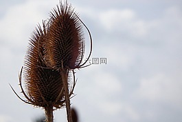 性質(zhì),廠,干